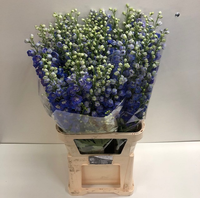 Delphinium el du delphi's jew.jpg